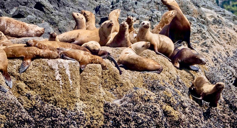 Zeeleeuwen Ucluelet Zeeleeuwen Ucluelet